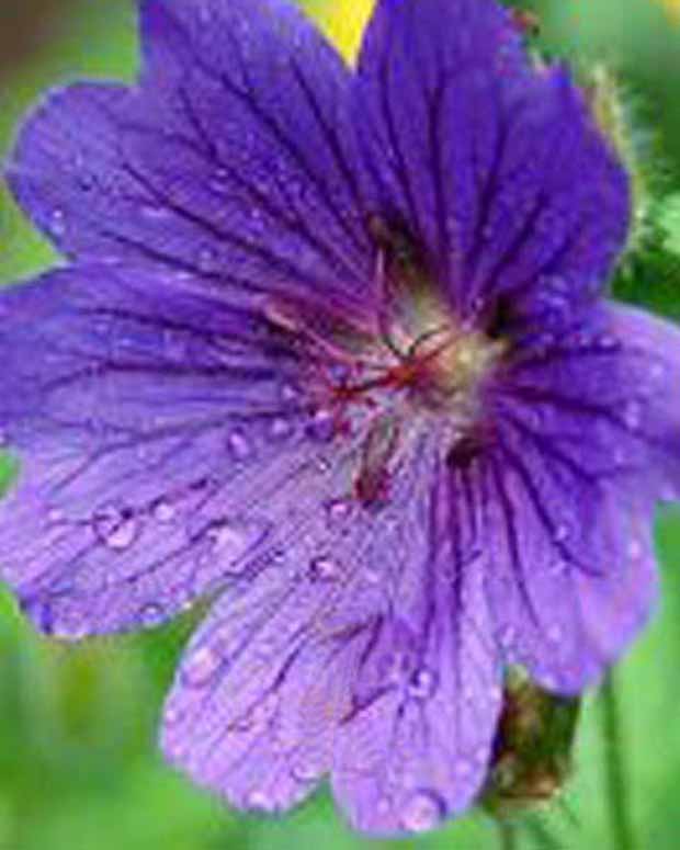 Blutgeranie Shooting Star - Geranium sanguineum shooting star - Gartenpflanzen