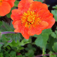 Garten-Binse Sigiswang - Geum sigiswang - Gartenpflanzen