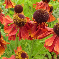 Helenie Moerheim Beauty - Helenium moerheim beauty - Gartenpflanzen