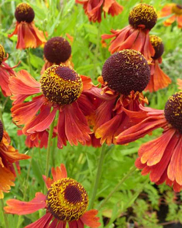 Helenie Moerheim Beauty - Helenium moerheim beauty - Stauden