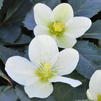 Helleborus Snow Love - Helleborus nigercors snow love - Gartenpflanzen