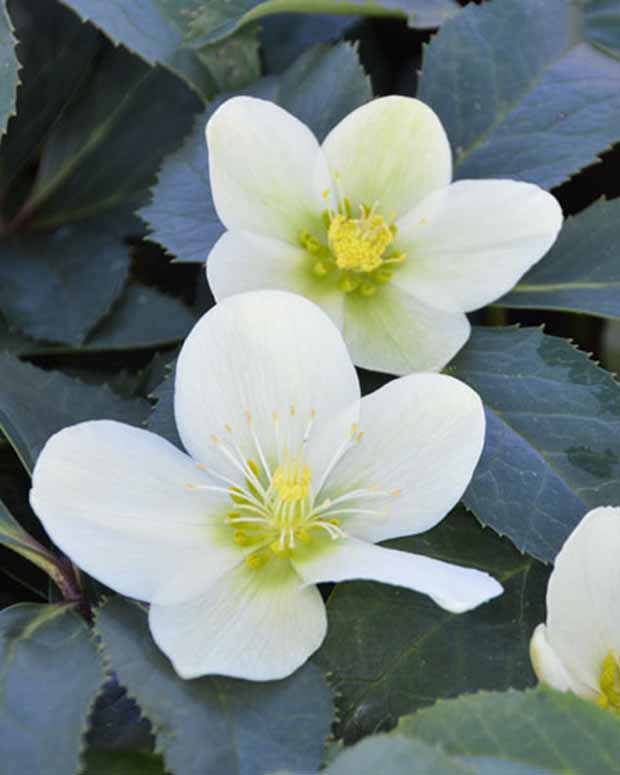 Helleborus Snow Love - Helleborus nigercors snow love - Gartenpflanzen