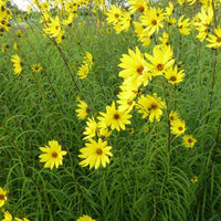 Weidenblättrige Sonne - Helianthus salicifolius - Gartenpflanzen