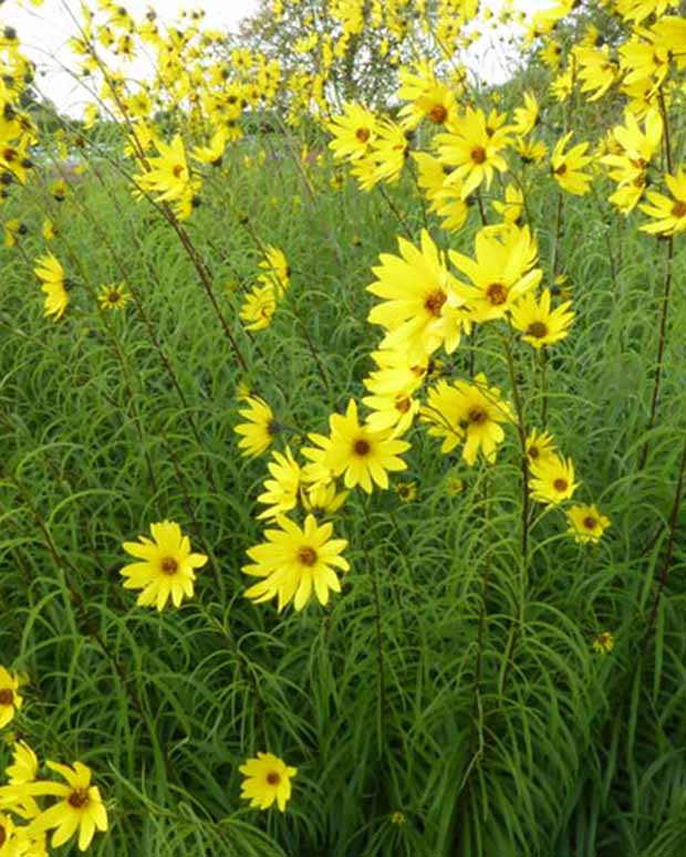 Weidenblättrige Sonne - Helianthus salicifolius - Gartenpflanzen