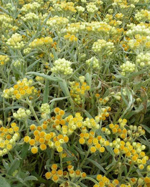 Hybrid-Immortelle Swefellicht - Helichrysum schwefellicht - Stauden