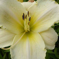 Hemerocallis Artic Snow Lilie eines Tages - Hemerocallis arctic snow - Gartenpflanzen