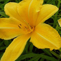 Hemerocallis Cartwheels Lilie eines Tages - Hemerocallis cartwheels - Gartenpflanzen