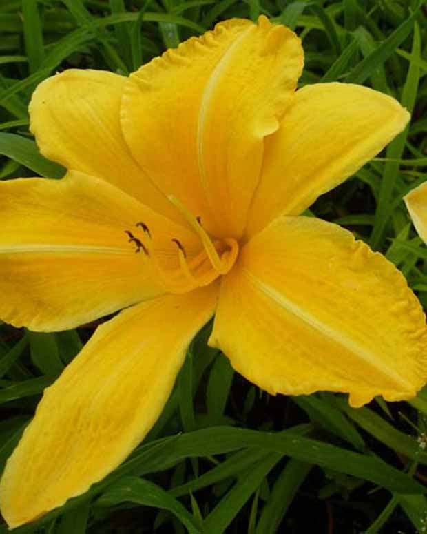 Hemerocallis Cartwheels Lilie eines Tages - Hemerocallis cartwheels - Gartenpflanzen