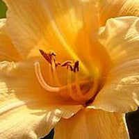 Hemerocallis Curls Lilie eines Tages - Hemerocallis curls - Gartenpflanzen