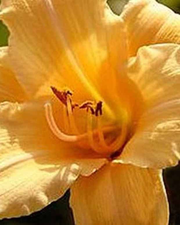 Hemerocallis Curls Lilie eines Tages - Hemerocallis curls - Stauden