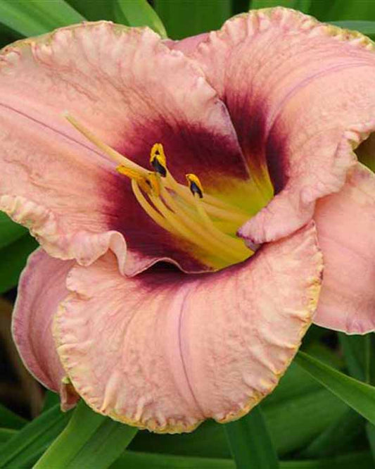 Hemerocallis Daring Dilemma Lilie eines Tages - Hemerocallis daring dilemma - Gartenpflanzen