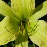 Hemerocallis Greenland Lilie eines Tages - Hemerocallis greenland - Gartenpflanzen