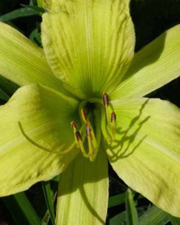 Hemerocallis Greenland Lilie eines Tages - Hemerocallis greenland - Gartenpflanzen