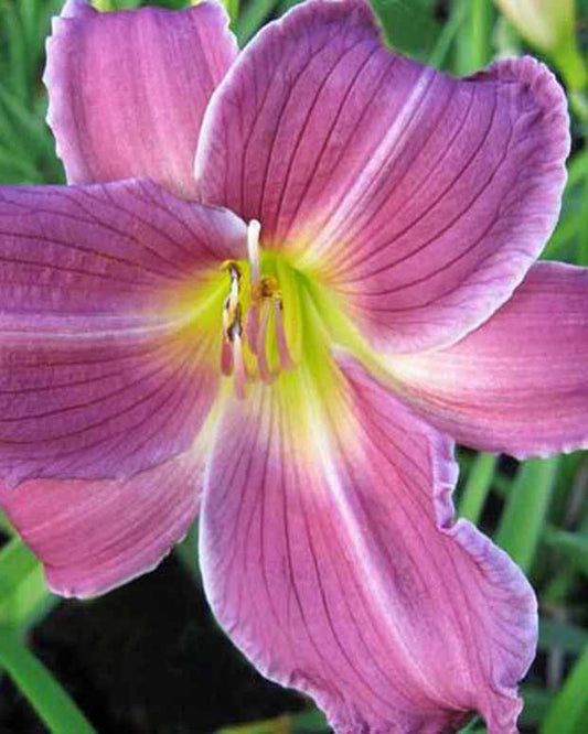 Hemerocallis Indian Giver Lilie eines Tages - Hemerocallis indian giver - Gartenpflanzen