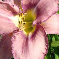 Hemerocallis Mildred Mitchell Lilie für einen Tag - Hemerocallis mildred mitchell - Gartenpflanzen