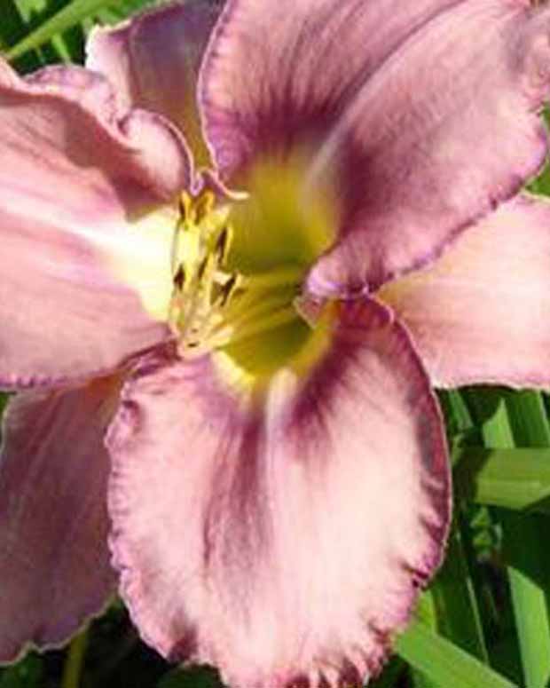 Hemerocallis Mildred Mitchell Lilie für einen Tag - Hemerocallis mildred mitchell - Stauden