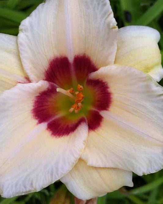Hemerocallis Pandora's Box Lilie eines Tages - Hemerocallis pandoras box - Gartenpflanzen