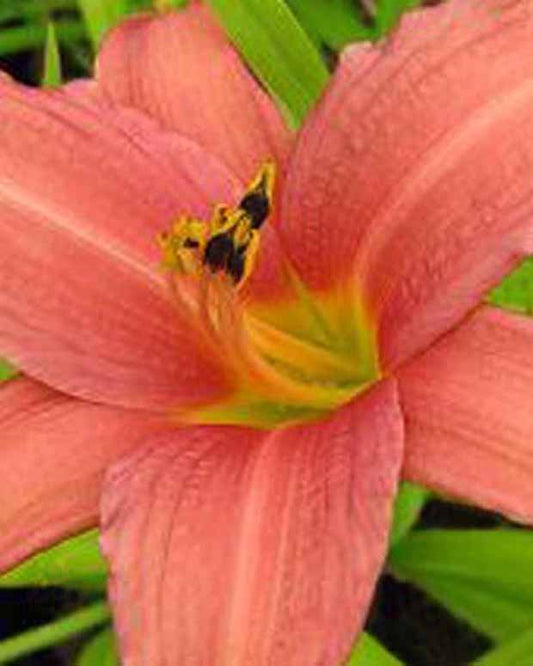 Hemerocallis Pink Charm Lilie eines Tages - Hemerocallis pink charm - Gartenpflanzen