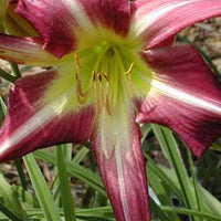 Hemerocallis Lilie eines Tages - Hemerocallis peacock maiden - Gartenpflanzen