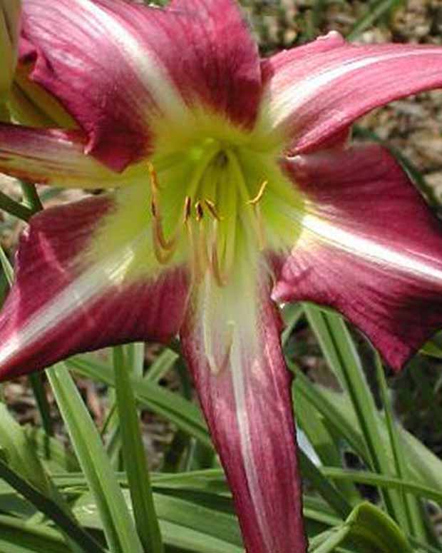 Hemerocallis Lilie eines Tages - Hemerocallis peacock maiden - Gartenpflanzen