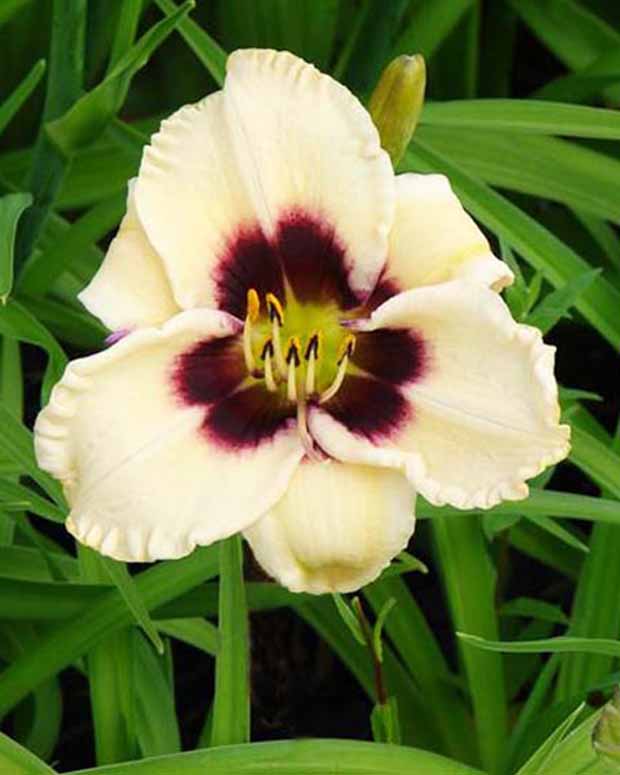 Hemerocallis Piano Man Lilien für einen Tag - Hemerocallis piano man - Gartenpflanzen