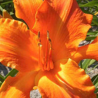 Hemerocallis Primal Scream Lilie eines Tages - Hemerocallis primal scream - Gartenpflanzen