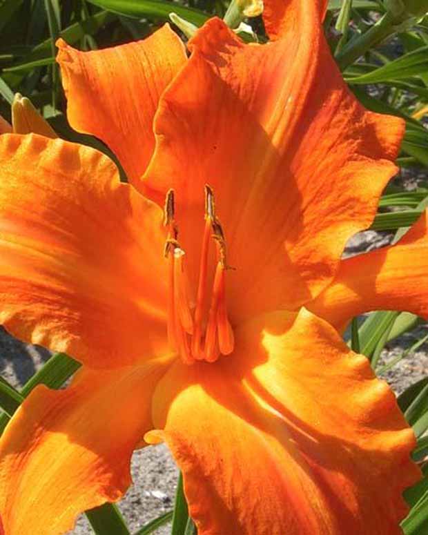 Hemerocallis Primal Scream Lilie eines Tages - Hemerocallis primal scream - Gartenpflanzen