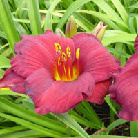 Hemerocallis Regency Dandy Lilie eines Tages - Hemerocallis regency dandy - Gartenpflanzen