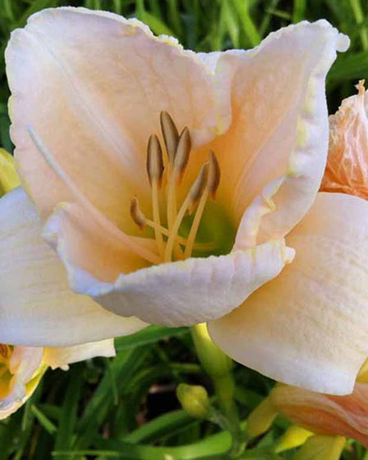 Hemerocallis White Temptation Eintagslilie - Hemerocallis white temptation - Gartenpflanzen