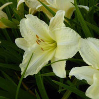 Hemerocallis Joan Senior Lilie eines Tages - Hemerocallis joan senior - Gartenpflanzen