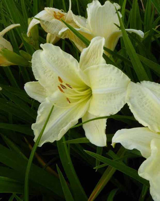 Hemerocallis Joan Senior Lilie eines Tages - Hemerocallis joan senior - Gartenpflanzen