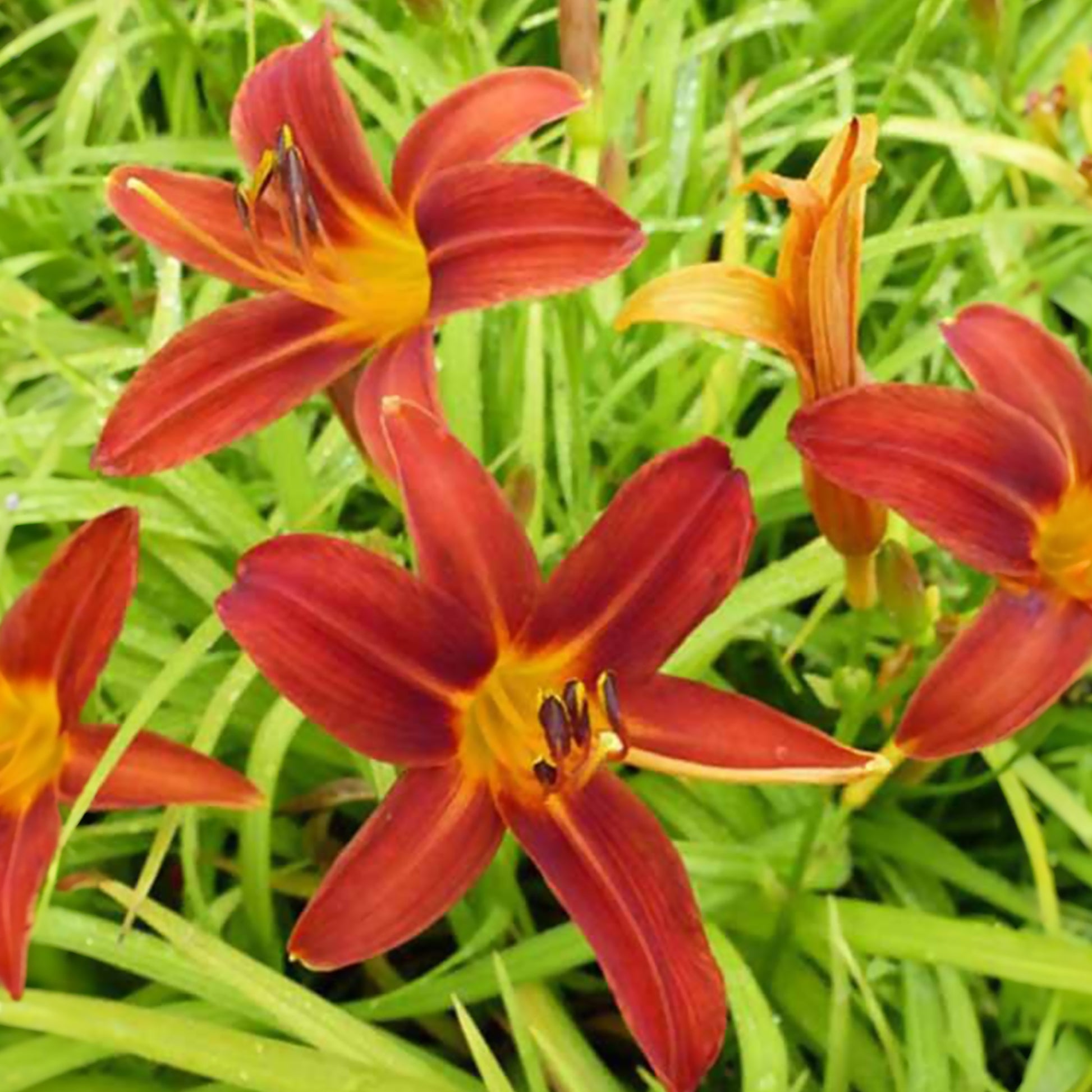 Taglilie Sammy Russell - Hemerocallis sammy russell