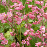 Bressinghams Blutheuchler - Heuchera sanguinea bressingham hybrids - Gartenpflanzen