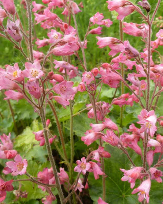 Bressinghams Blutheuchler - Heuchera sanguinea bressingham hybrids - Gartenpflanzen