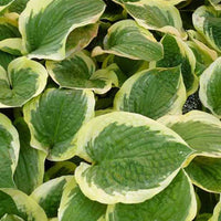 Hosta Formal Attire Funkia - Hosta formal attire - Gartenpflanzen