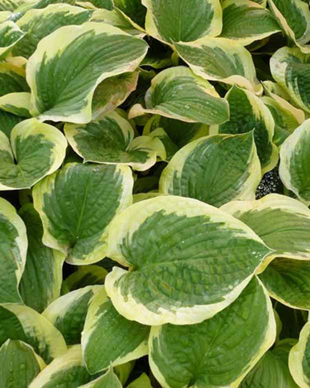 Hosta Formal Attire Funkia - Hosta formal attire - Gartenpflanzen