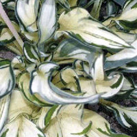 Hosta Fireworks Funkia - Hosta fireworks - Gartenpflanzen