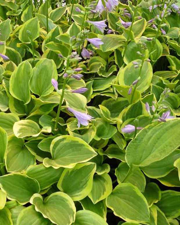 Hosta Golden Tiara Funkia - Hosta golden tiara - Gartenpflanzen