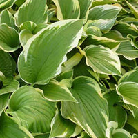 Hosta Antioch Funkia - Hosta antioch - Gartenpflanzen