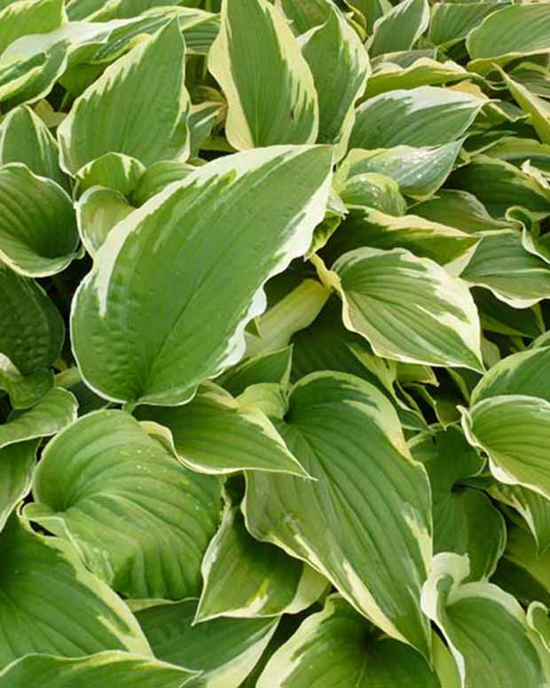 Hosta Antioch Funkia - Hosta antioch - Gartenpflanzen