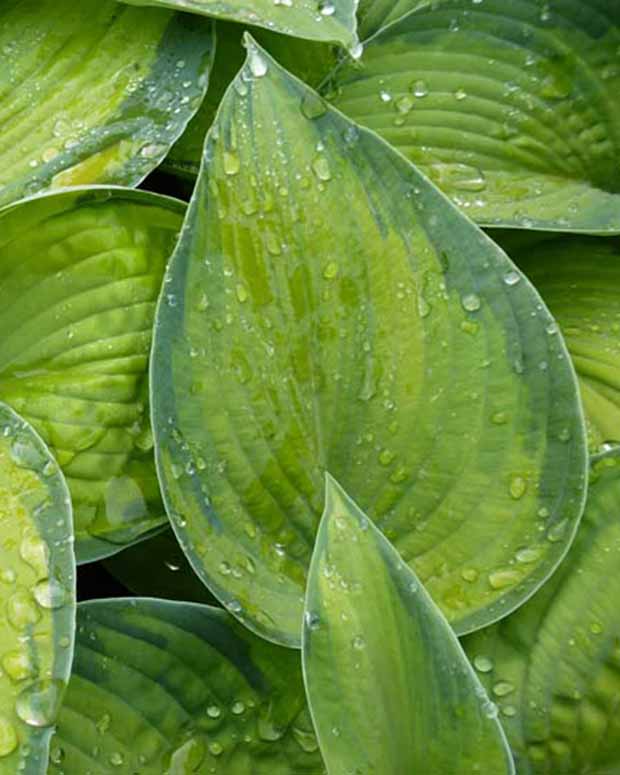 Hosta Bright Lights Funkia - Hosta hybride bright lights - Stauden