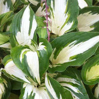 Hosta Christmas Candy Funkia - Hosta hybride christmas candy - Gartenpflanzen