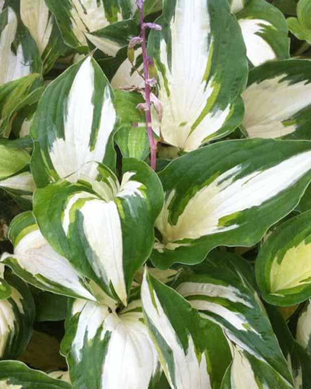 Hosta Christmas Candy Funkia - Hosta hybride christmas candy - Gartenpflanzen