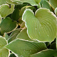 Hosta Frosted Jade Funkia - Hosta frosted jade - Gartenpflanzen