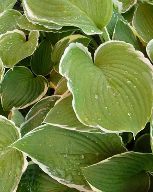 Hosta Frosted Jade Funkia - Hosta frosted jade - Gartenpflanzen