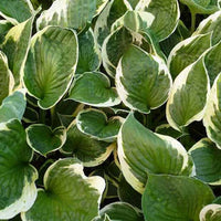 Hosta Independence Funkia - Hosta independence - Gartenpflanzen