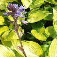 Hosta June Fever - Hosta june fever - Gartenpflanzen