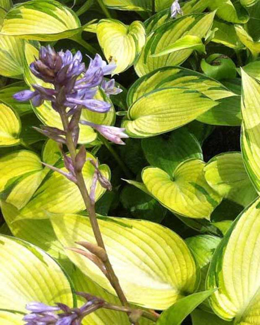 Hosta June Fever - Hosta june fever - Gartenpflanzen