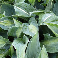 Hosta Kiwi Full Monty Funkia - Hosta kiwi full monty - Gartenpflanzen