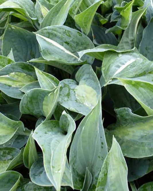 Hosta Kiwi Full Monty Funkia - Hosta kiwi full monty - Gartenpflanzen